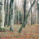 Eloge du Végétal - Chapitre 3: Situation - Couleurs 2