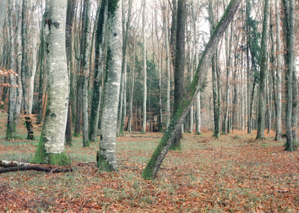 Forêt No.24