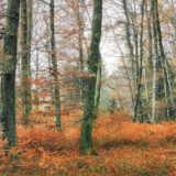 Eloge du Végétal - Chapitre 3: Situation