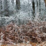 Eloge du Végétal - Chapitre 2: Formation 2