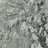 Eloge du Végétal - Chapitre 2: Formation 3