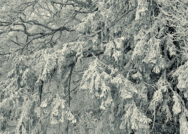 Tableau Végétal No.11