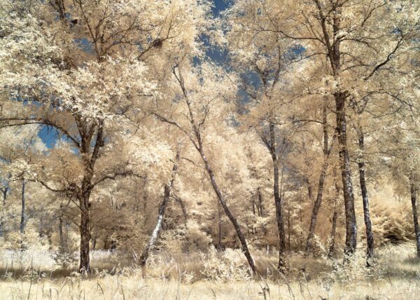 Bosquet No.3