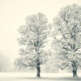 Portrait de Deux Arbres No.4B