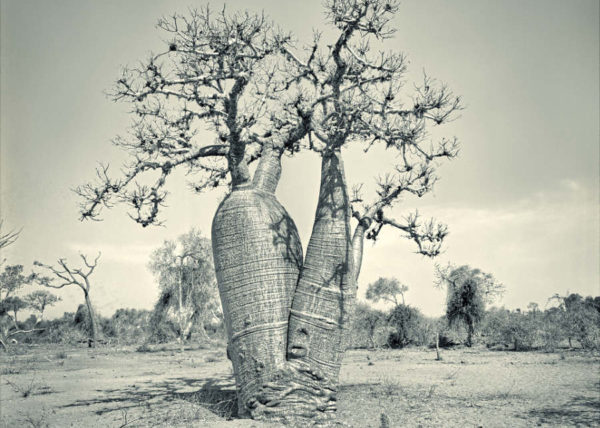 Portrait de Deux Arbres No.3