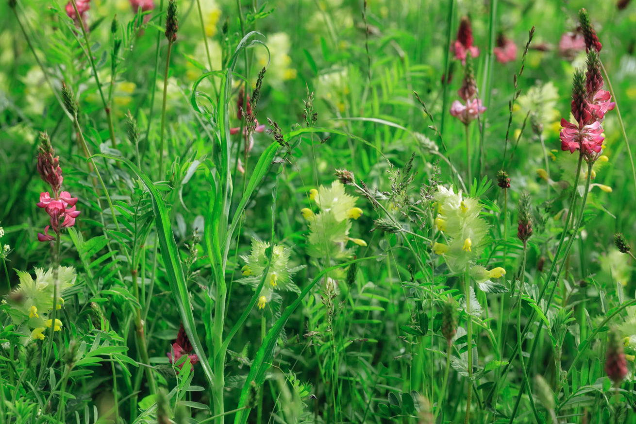Tableau Floral No.3